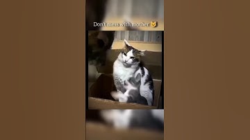 cats💀#phonk#edit#ishowspeed#ronaldo#skulledit#funny#catvideos#fifa#catfails#cr7#jota#mogger#catmemes