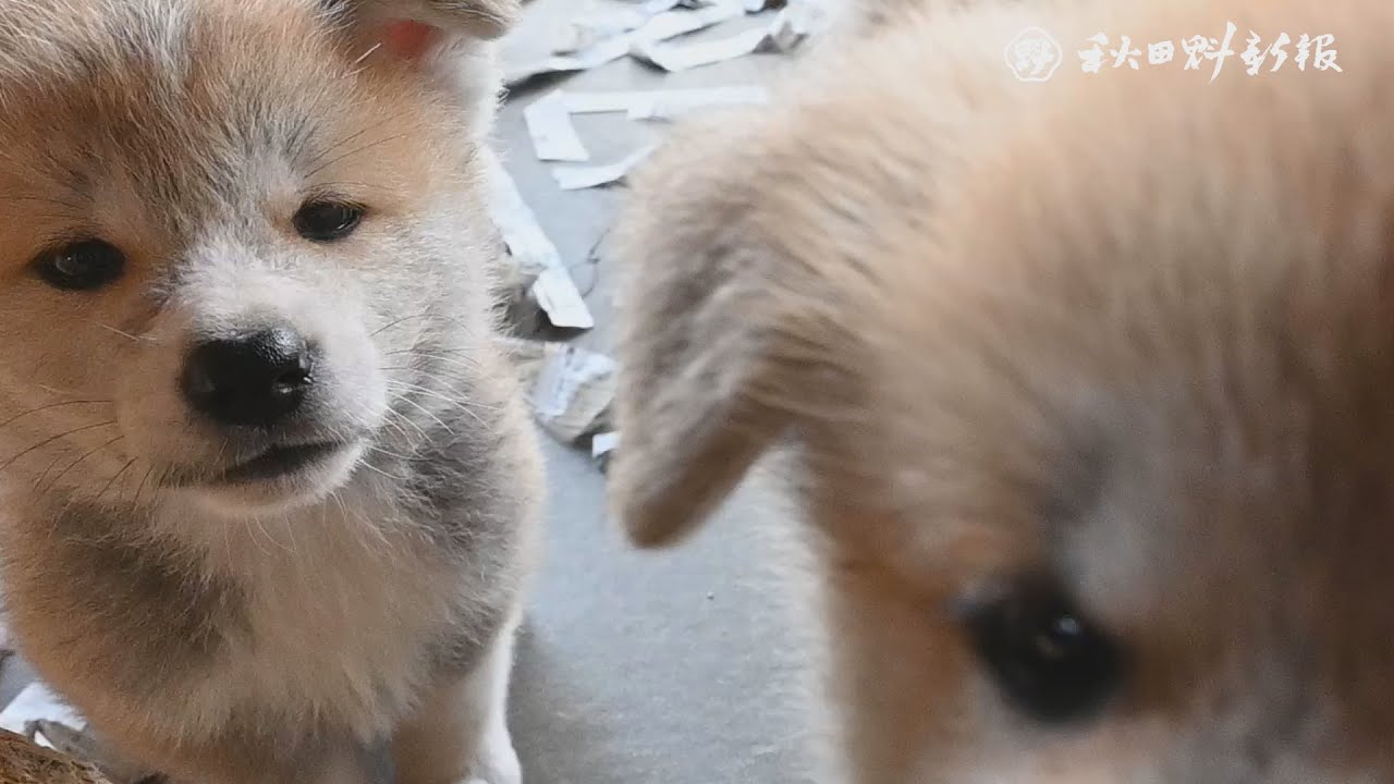 「かわいい」以外に表せない！ もこもこの子犬すくすく、能代幸寿荘 YouTube