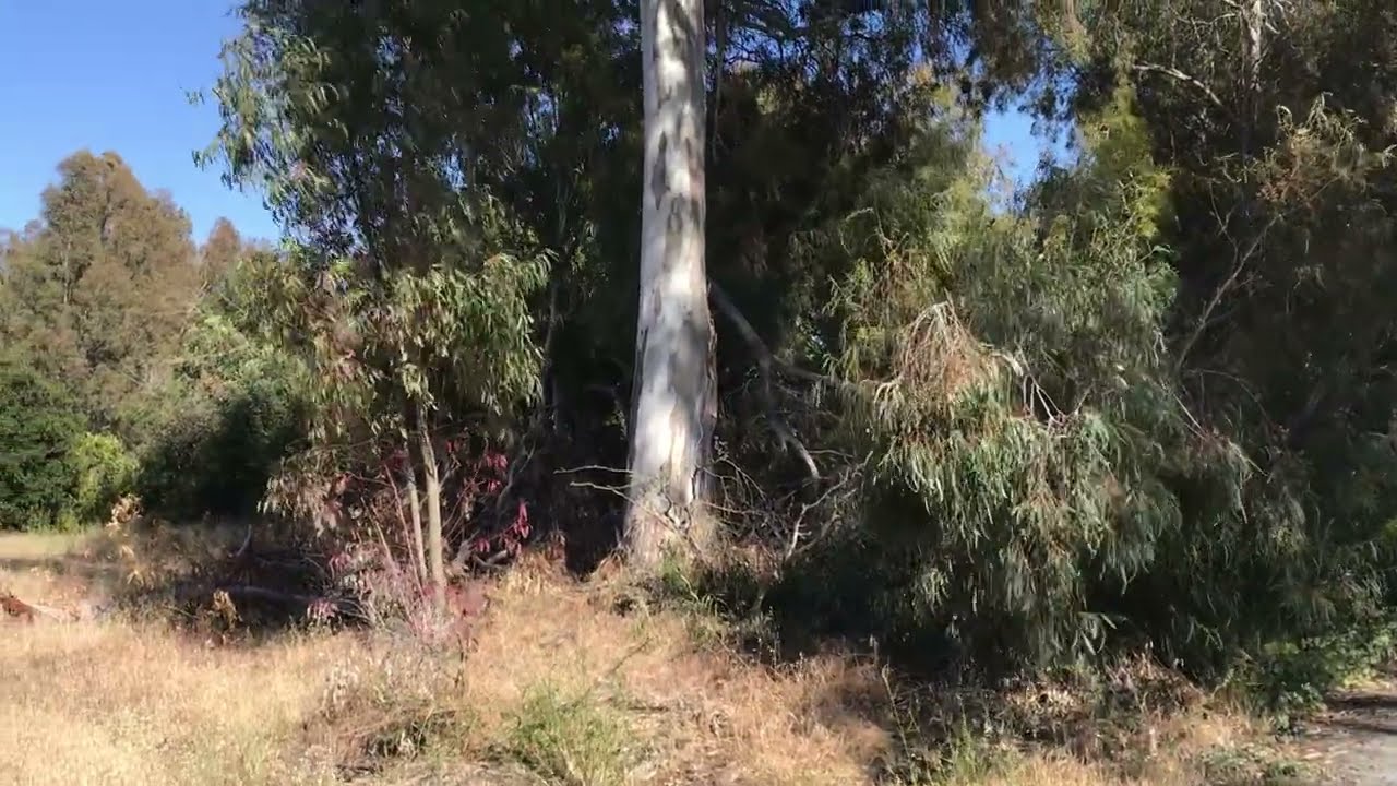 Eucalyptus camaldulensis subsp. camaldulensis (River red gum)