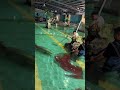 loài cá này có ăn được không P4
