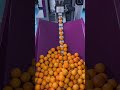 Oranges packaging machine