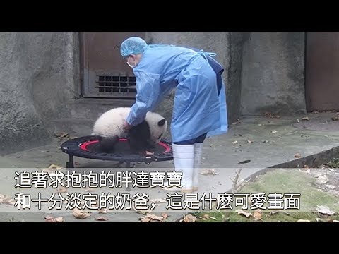 《熊貓早晚安》追著求抱抱的胖達寶寶和十分淡定的奶爸，這是什麼可愛畫面 | iPanda