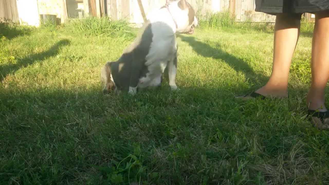 Cali kingpin female bully Tia Tanaka