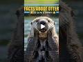 Some Interesting Facts About Otter 🦦. #factsmine #shorts #facts #viral #latest #new #top#trending
