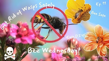 Get Rid of Wasps Safely – Bee-Friendly DIY Trap! Wasp Wednesday Ep. 11