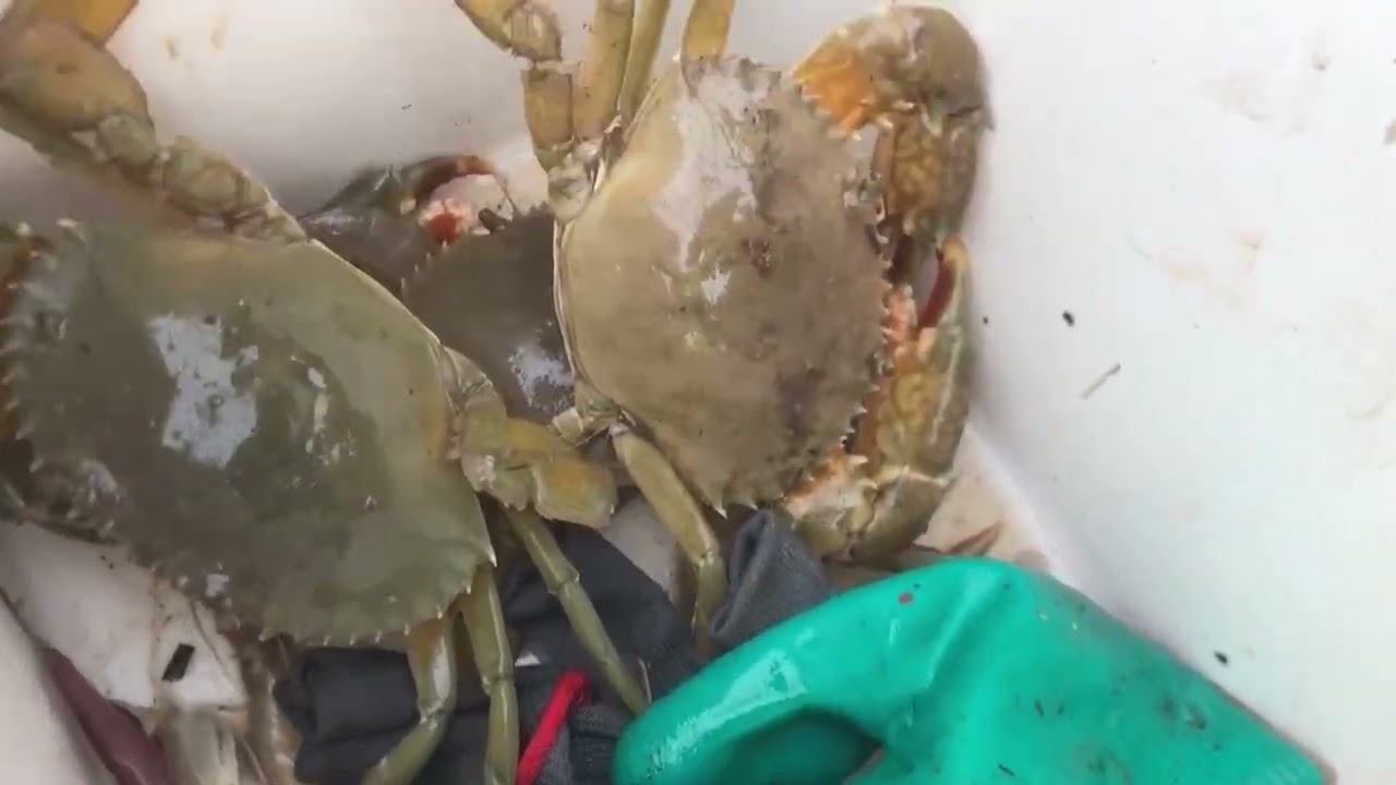 Ra khơi kiếm cơm, khai xuân đầu năm, sò cua quá ngon / Hoàng Dân Biển 