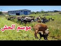 بداية الحصاد من أجل التبن الاخضر + مزيد من الولادات تبارك الله