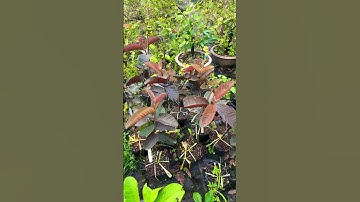 Cây Ổi đỏ Thái Lan Ayothaya 3| 0386569374 - Ngọc Ngân Bến Tre | Chuyên cây độc lạ