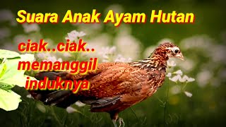 Suara Anak Ayam Hutan || Kasintu Memanggil Induknya