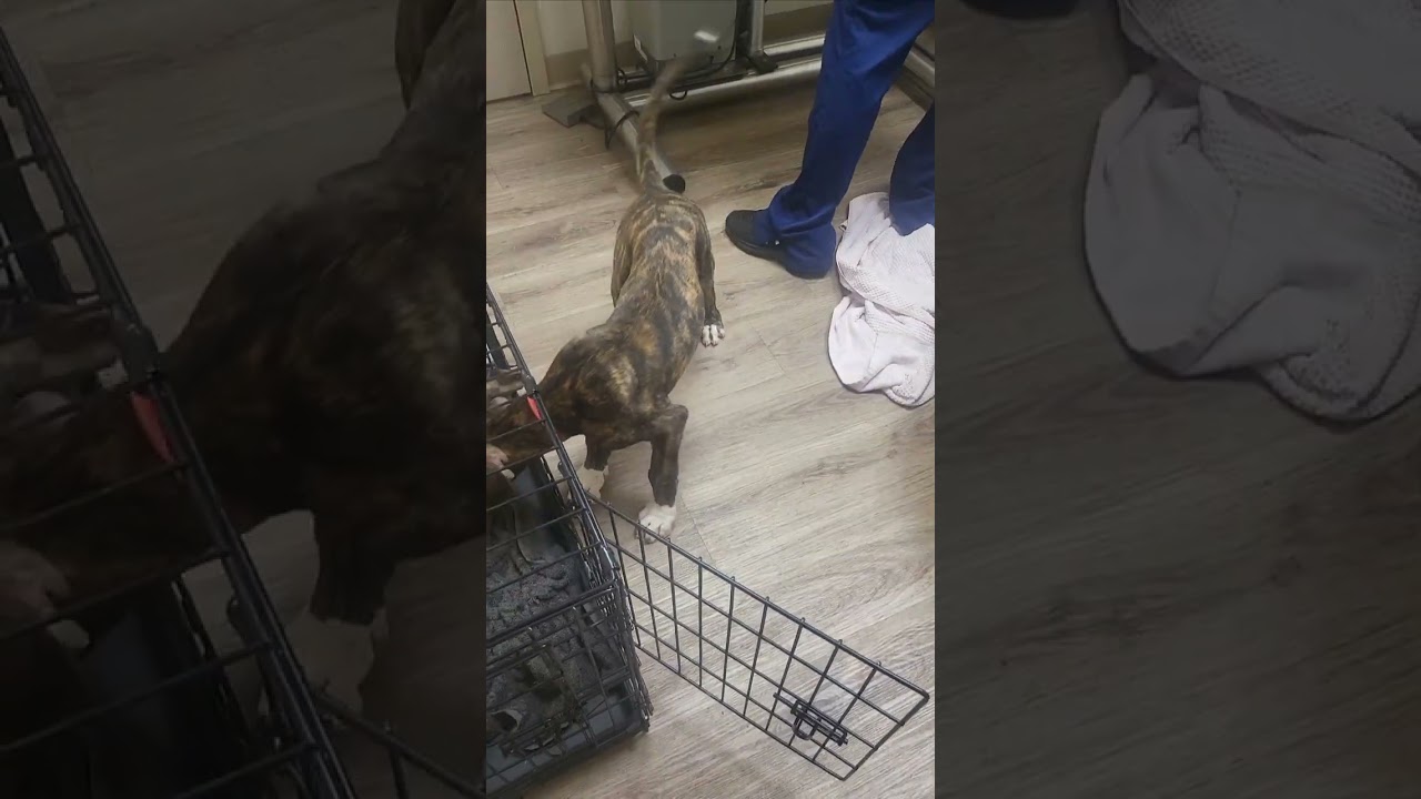 Vet Checkup part 2 of the bunch