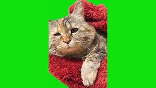 Sad Cat In A Blanket Meme Green Screen Chroma Key Template