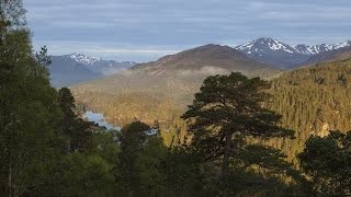 Trees for Life - Restoring the Caledonian Forest