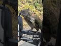 What are these in New Zealand? #birds