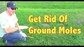 How To Get Rid of Ground Moles