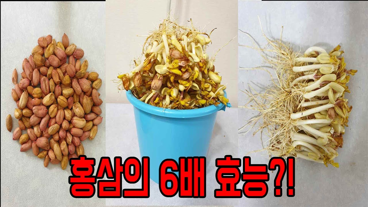홍삼보다 좋은 새싹땅콩 집에서 키우기!!｜How to grow peanut sprouts at home YouTube