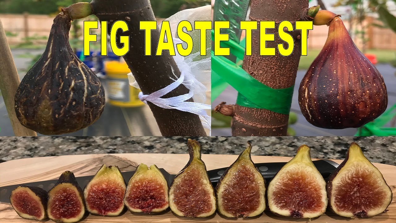 Tasting Figs: Col de Dame Noir, Bordissot Blanca Negra, Marseilles Black VS