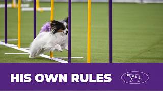 Flint the Papillon Kept Things Interesting 😳🐾 | Westminster Agility 2026