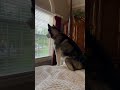 Mishka howling ❤️