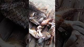 Download Lagu SEMARANG IKAN RUNCAH MELIMPAH#shortfeed #shortvideo #short MP3