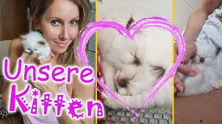 Die KITTEN sind da  STORYTIME Geschlecht, Namen, Vorbereitungen, Geburt, Zufüttern