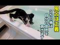 風呂への入り方が毎度異常すぎる猫が、主を無視して入りすぎるさまがこれです