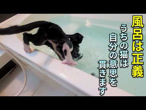 風呂への入り方が毎度異常すぎる猫が、主を無視して入りすぎるさまがこれです