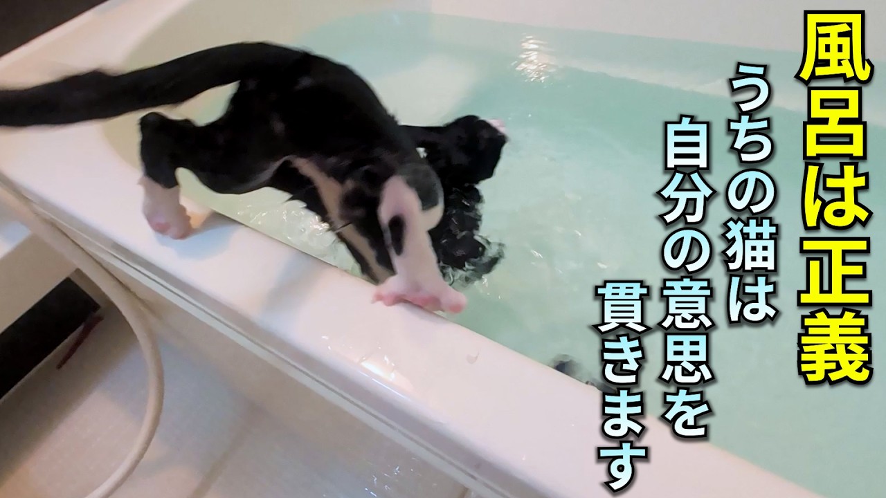 風呂への入り方が毎度異常すぎる猫が、主を無視して入りすぎるさまがこれです