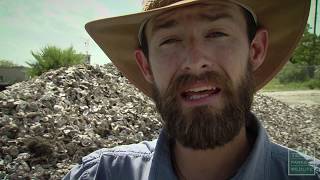 Oyster Shell Recycling, Back to the Bay