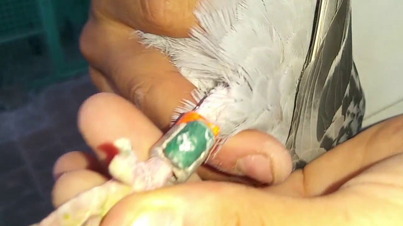 حمام بلجيكي 👌🔥