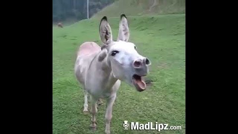 El burro con frio
