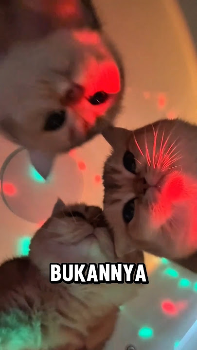 Si bontot demen begadang #kucinglucu