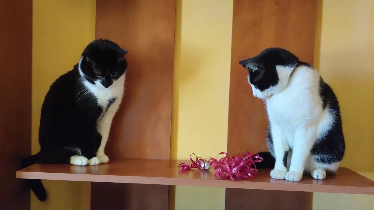 Yin & Yang cats 🤍🖤🐱 