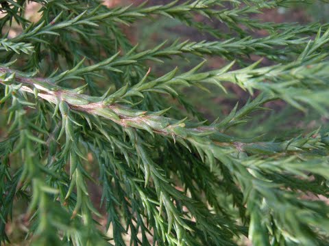 Sequoiadendron giganteum (giant sequoia), Cupressaceae