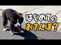 0歳3ヶ月半の大型犬!はじめてのお試し散歩でフリーズしまくる!?