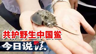 《今日说法》以放生之名行买卖之实 谁是蓝色血液交易的幕后操盘手？ 20260610 | 今日法案