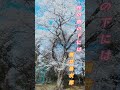 【朗読】桜を見るとコレが頭に浮かぶのです【マイク欲しい】