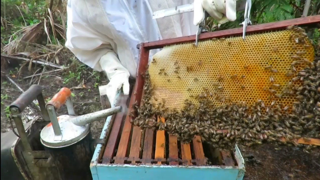 Substituição De Favos Velhos Por Cera Alveolada - Parte 03
