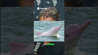 encontro épico com boto-cor-de-rosa #clips #podcast #shorts #viral