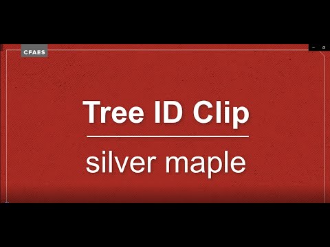 Tree ID Clip: silver maple