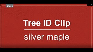 Tree ID Clip: silver maple