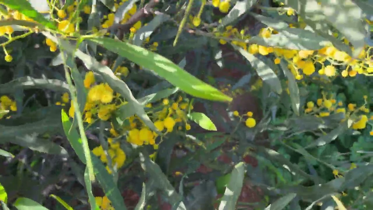 ما أجملك  مدينة سلا 