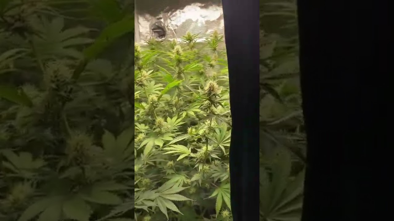 Future #1 strongest cannabis strain worldwide with a 37% thc on average testing (mars hydro ts1000)