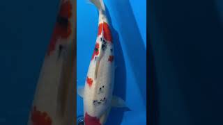 大正三色 2歳 メス 48㎝