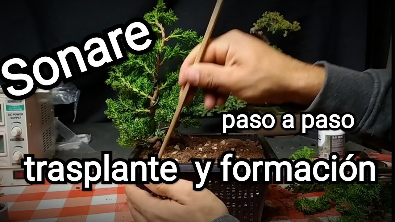 Sonare, primer trasplante y formación del tronco paso a paso
