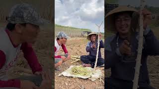 Cassava stems as an alternative livestock feed