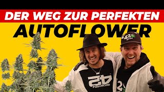 So breeden wir Autoflowers | Hinter den Kulissen von  Fast Buds