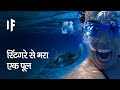 क्या हो अगर आप स्टिंगरे से भरे एक पूल में गिर जाएं | What If You Fell Into a Pool of Stingrays?