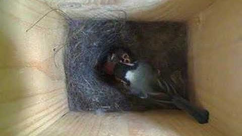 21 juni 2008 : 6 jongen, duidelijk!