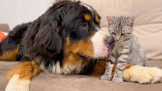 How a Bernese Mountain Dog and a Kitten Became Friends