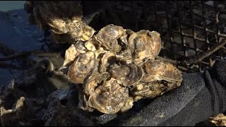 All About Oyster Gardening with the Chesapeake Bay Foundation